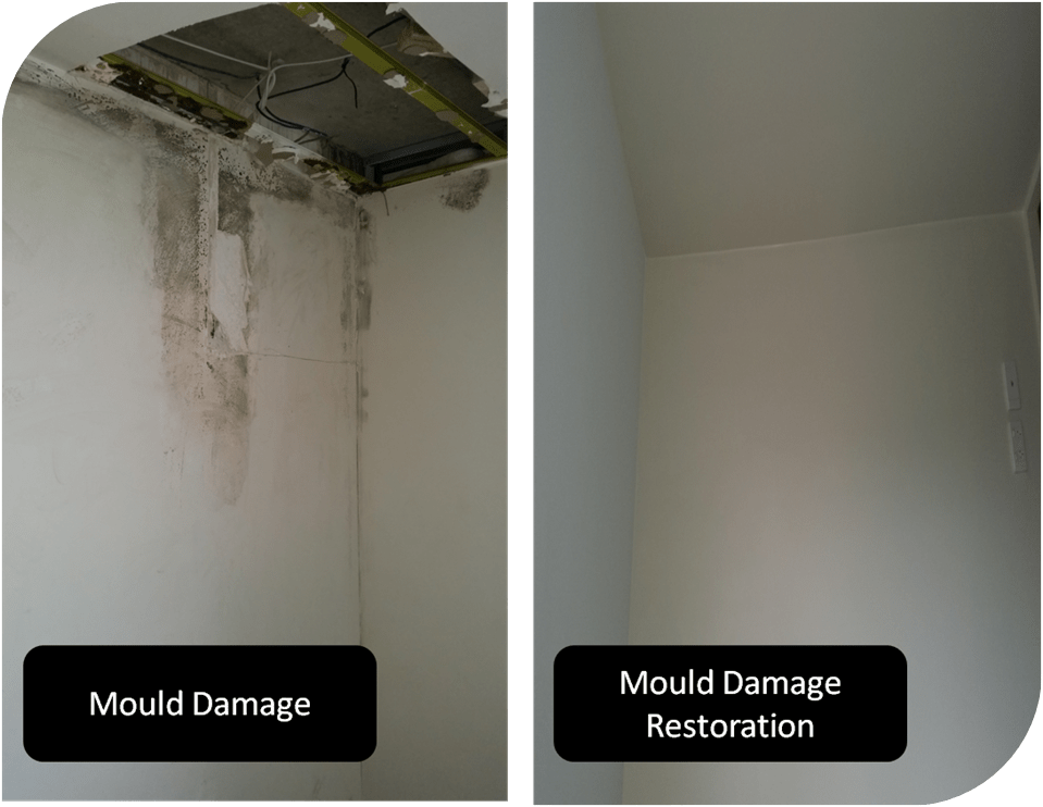 Mould Damage Removal Experts Melbourne