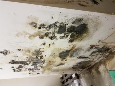 Mould Damage Mould Damage