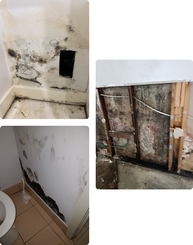 Mould Damage Removal