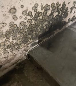 How to Identify and Manage Water Damage