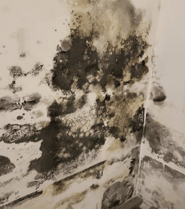 Mould Removal in Melbourne