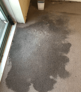 Carpet Water Extraction Melbourne Why You Need Professional Assessment Before Drying 2