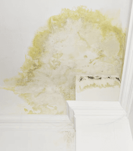Mould Removal Melbourne