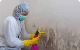 Mould Damage Removal